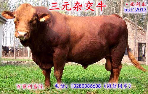 山东青岛肉牛养殖